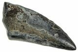 Megalosaurid Dinosaur (Afrovenator) Tooth - Niger #241139-1